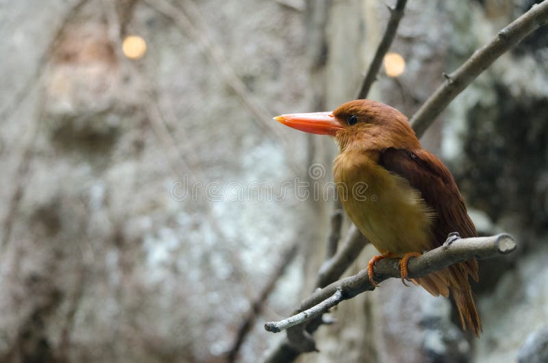 Красивый Kingfisher стоковое фото rf Красивый Kingfisher стоковое фото rf