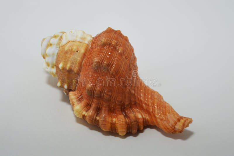 Красивый seashell на белой предпосылке Предпосылка с красочной раковиной стоковые изображения rf