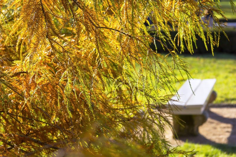 Красивый Taxodium в осени стоковая фотография Красивый Taxodium в осени стоковая фотография