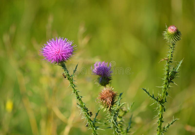 Красивый thistle Cárduus o стоковая фотография rf Красивый thistle Cárduus o стоковая фотография rf