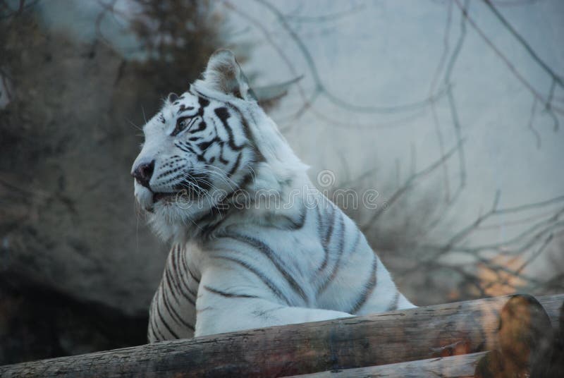 Beautiful white tiger in a Moscow zoo. Beautiful white tiger in a Moscow zoo