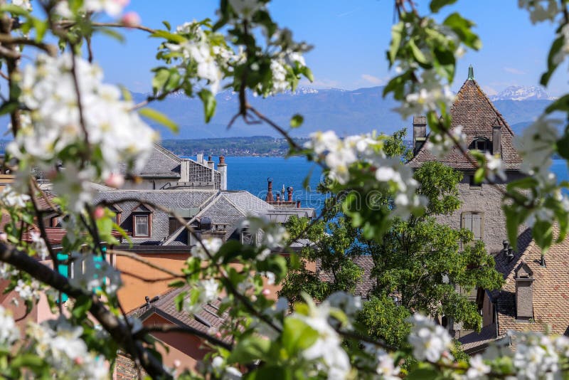 Красивый вид на голубых озере Женев или Lac Leman и горах Альпов француза через зацветая дерево от Ньона стоковое фото Красивый вид на голубых озере Женев или Lac Leman и горах Альпов француза через зацветая дерево от Ньона стоковое фото