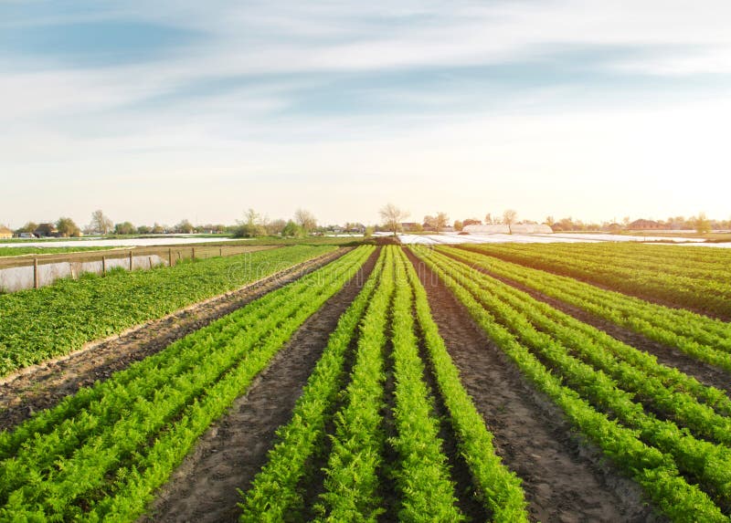 Красивый вид плантации моркови растя в поле Органические овощи farming r r стоковые изображения rf Красивый вид плантации моркови растя в поле Органические овощи farming r r стоковые изображения rf