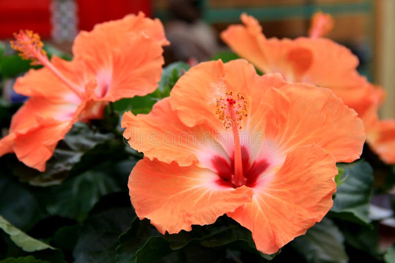 The huge,trumpet-shaped blossoms in several brightly colored hues, are a favorite for gardener's who want a tropical flair added to their landscape. The huge,trumpet-shaped blossoms in several brightly colored hues, are a favorite for gardener's who want a tropical flair added to their landscape.