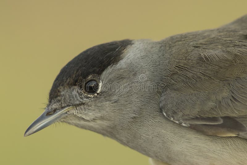 Красивый евроазиатский blackcap с из предпосылкой фокуса стоковые изображения Красивый евроазиатский blackcap с из предпосылкой фокуса стоковые изображения
