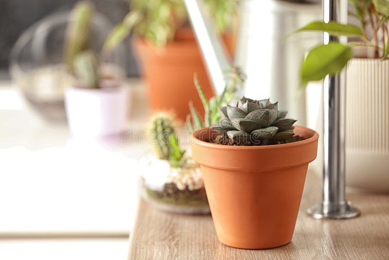 Красивый завод Echeveria на деревянном столе Пространство для текста стоковое фото