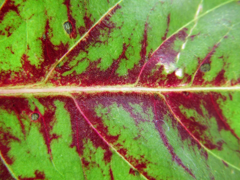 КраÑивый зеленый лиÑÑ‚ Coleus amboinicus Plectrantos amboinicus или Coleus - бывший ген цветущ стоковые фото КраÑивый зеленый лиÑÑ‚ Coleus amboinicus Plectrantos amboinicus или Coleus - бывший ген цветущ стоковые фото