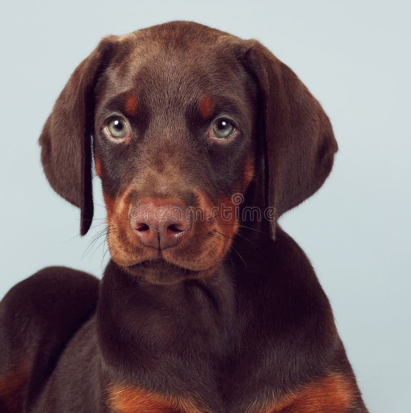 Красивый коричневый щенок Doberman сидя на голубой предпосылке в стоковое фото Красивый коричневый щенок Doberman сидя на голубой предпосылке в стоковое фото