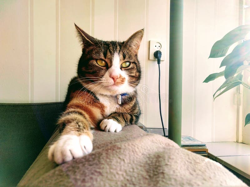 Жирный кот на диване