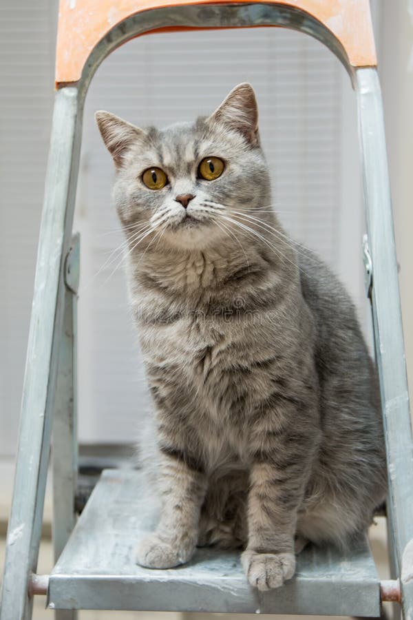 Красивый кот породы британцев Whiskas сидит на stepladder и смотрит работу ремонта стоковые фотографии rf Красивый кот породы британцев Whiskas сидит на stepladder и смотрит работу ремонта стоковые фотографии rf