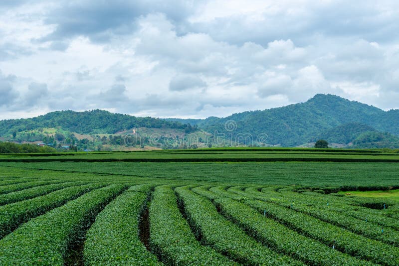 Красивый ландшафт плантаций чая oolong на предпосылке холмов в пасмурной погоде в парке Singha стоковая фотография Красивый ландшафт плантаций чая oolong на предпосылке холмов в пасмурной погоде в парке Singha стоковая фотография