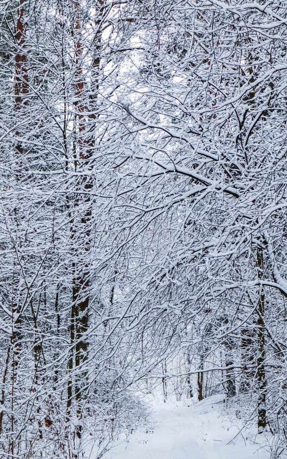 Красивый лес зимы со снежными деревьями Много хворостин покрыли со снегом