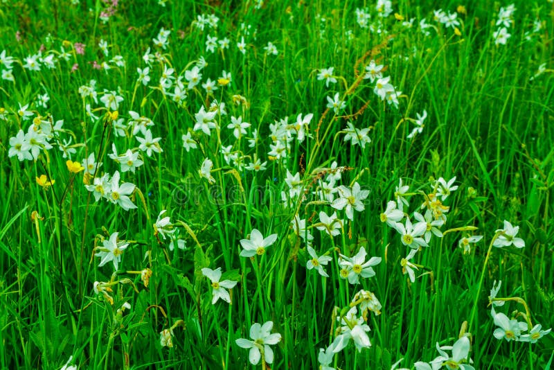 Красивый луг вполне narcissus в прикарпатских горах стоковые фотографии rf Красивый луг вполне narcissus в прикарпатских горах стоковые фотографии rf