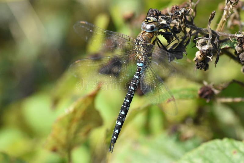 Красивый мигрирующий Dragonfly лоточницы со своими крыльями развертывал стоковые фото Красивый мигрирующий Dragonfly лоточницы со своими крыльями развертывал стоковые фото