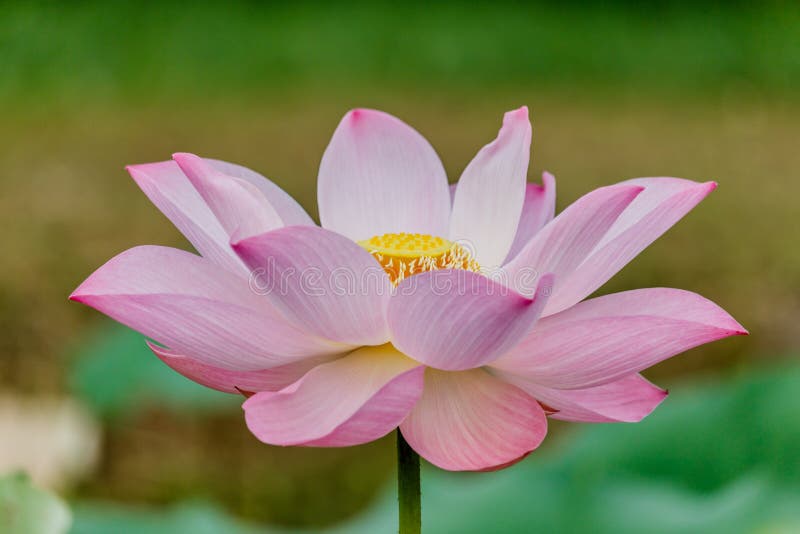 Красивый пинк waterlily или цветок лотоса в пруде стоковое фото