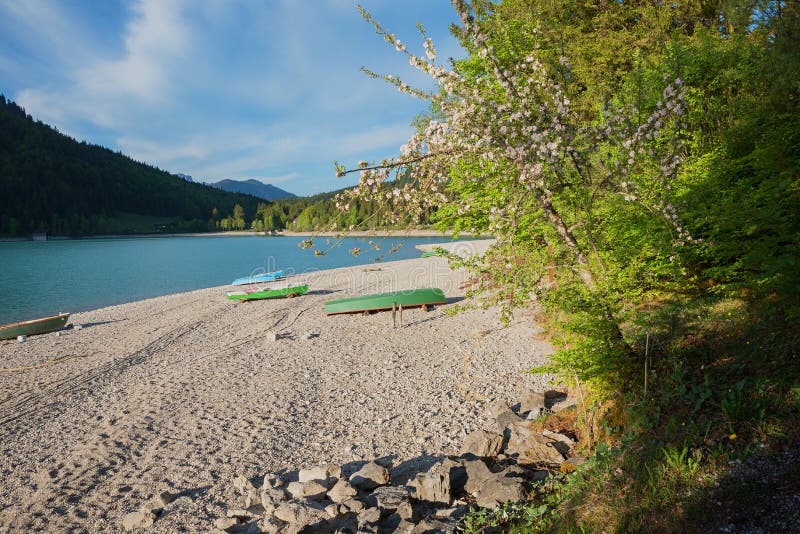 Красивый пляж гравия с Баварии весельных лодок walchensee озера. Цветущий яблоня весной стоковые фото