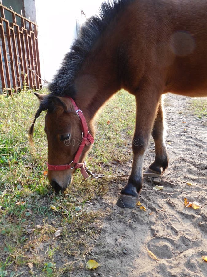 Красивый пони Appaloosa выпаса осенью среди травы и желтых листьев стоковые изображения rf