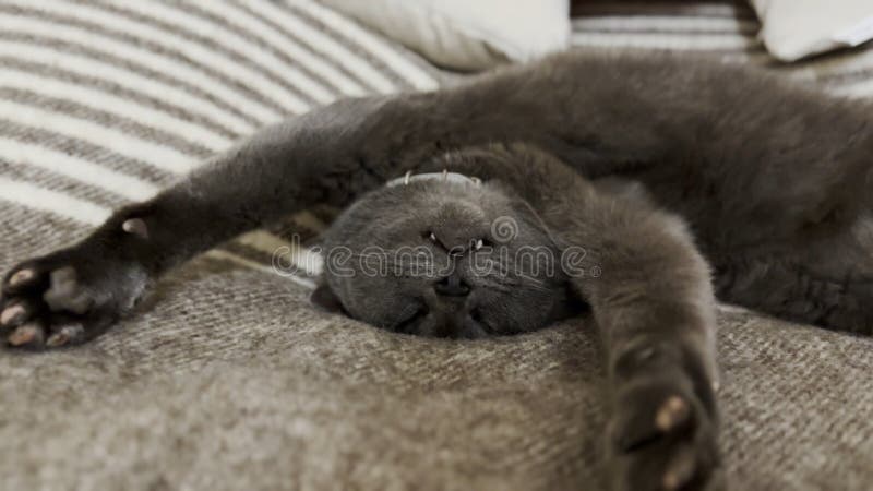 красивый серый кот, смешно спящий на кровати. красивый котенок отдыхает дома. милый котенок, отдыхающий на диване в стоковые фото