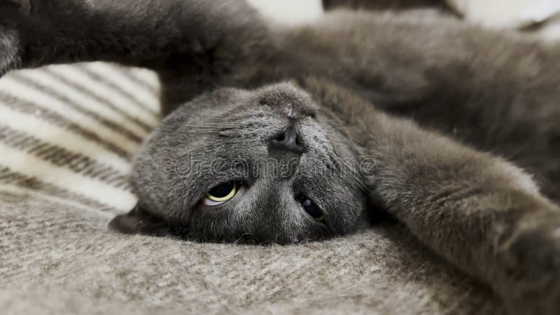 красивый серый кот, смешно спящий на кровати. красивый котенок отдыхает дома. милый котенок, отдыхающий на диване в стоковое фото
