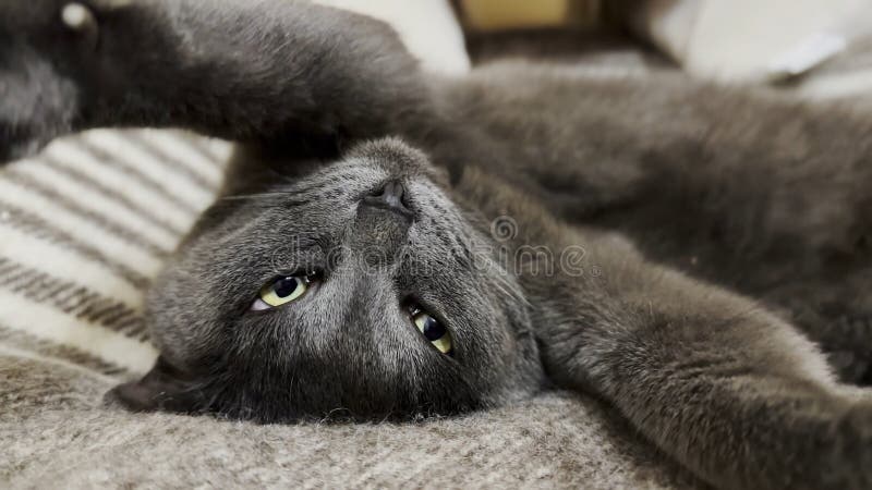 красивый серый кот, смешно спящий на кровати. красивый котенок отдыхает дома. милый котенок, отдыхающий на диване в стоковые изображения