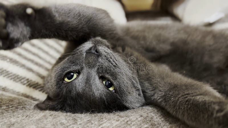 красивый серый кот, смешно спящий на кровати. красивый котенок отдыхает дома. милый котенок, отдыхающий на диване в стоковые изображения rf