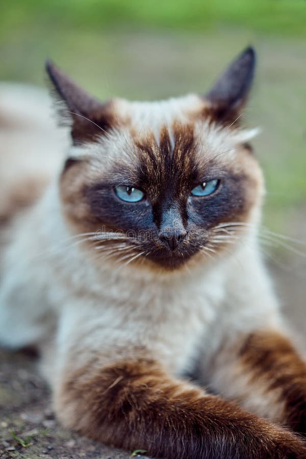 Красивый сиамского окраса кот, лежащую на земле во дворе стоковая фотография
