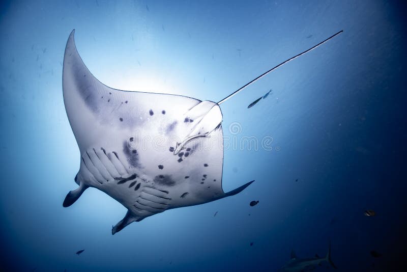 красивый снимок рифа манта-рэй, плавающего в глубокой синей воде