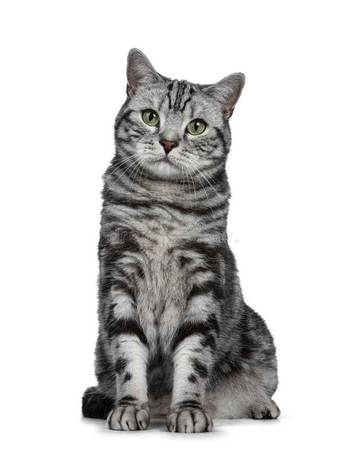Красивый черный серебряный кот британцев Shorthair tabby сидя прямо вверх по изолированный на белой предпосылке и смотря камеру стоковые фото Красивый черный серебряный кот британцев Shorthair tabby сидя прямо вверх по изолированный на белой предпосылке и смотря камеру стоковые фото