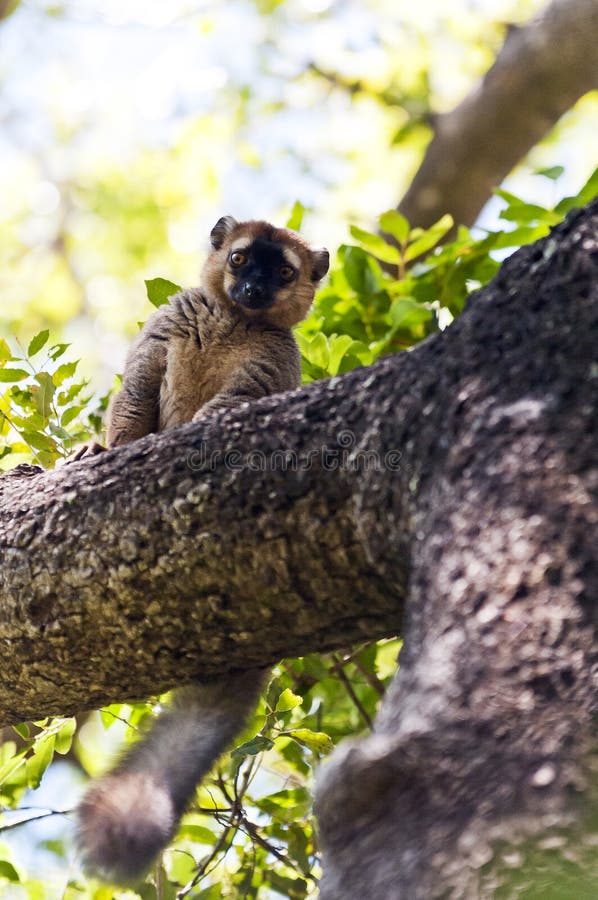Красн-противостоят lemur Мадагаскар стоковые изображения Красн-противостоят lemur Мадагаскар стоковые изображения