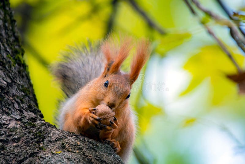 Красная белка или Sciurus vulgaris также вызвали Евроазиатск красным sguirrel в портрете белки осени леса парка осени стоковое изображение Красная белка или Sciurus vulgaris также вызвали Евроазиатск красным sguirrel в портрете белки осени леса парка осени стоковое изображение