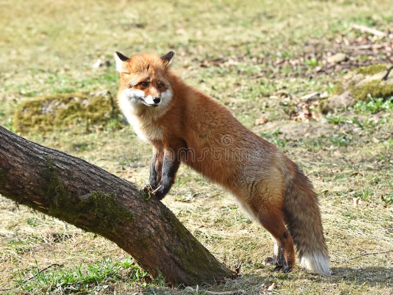 Красная лисица (vulpes Vulpes) стоковое изображение Красная лисица (vulpes Vulpes) стоковое изображение