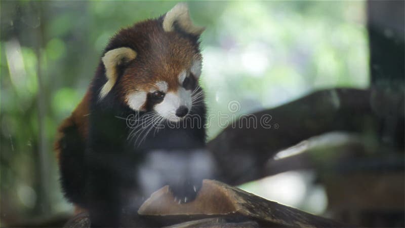 Красная панда, fulgens Ailurus имен науки вызвала меньшую панду, красный медвед-кот, на дереве, крупный план в HD