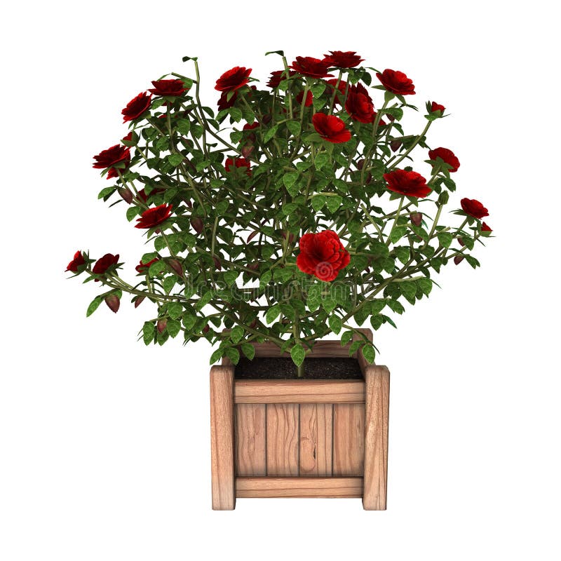 3D rendering of a red rose bush isolated on white background. 3D rendering of a red rose bush isolated on white background