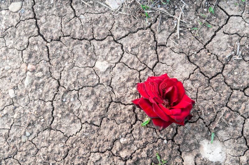 A red rose over the mud with cracks. A red rose over the mud with cracks