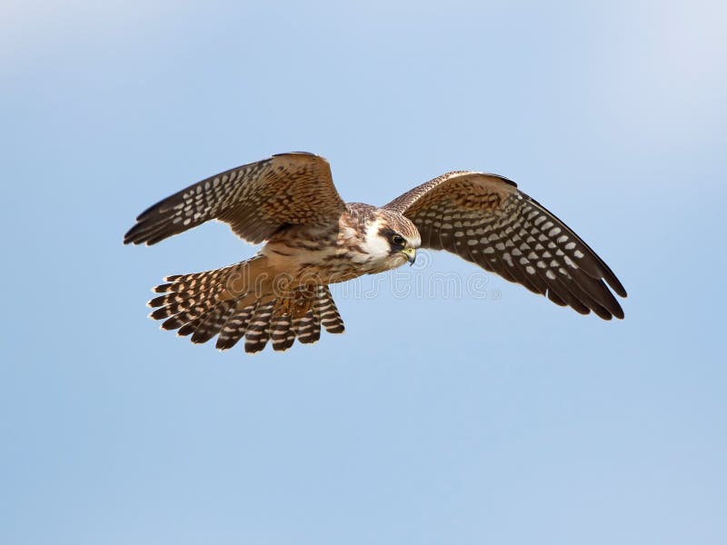 Красно-footed сокол (vespertinus Falco) стоковое изображение rf Красно-footed сокол (vespertinus Falco) стоковое изображение rf