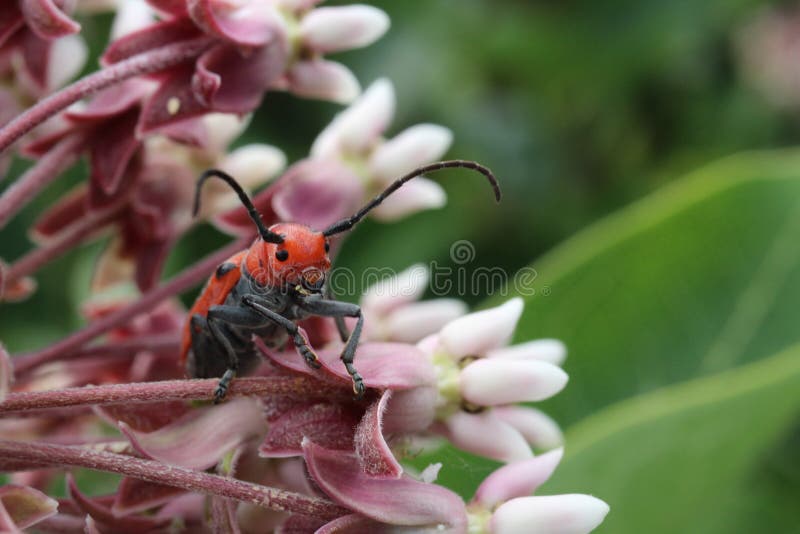 Красное chillin жука Milkweed „на некоторых общих цветках milkweed стоковые фото Красное chillin жука Milkweed „на некоторых общих цветках milkweed стоковые фото