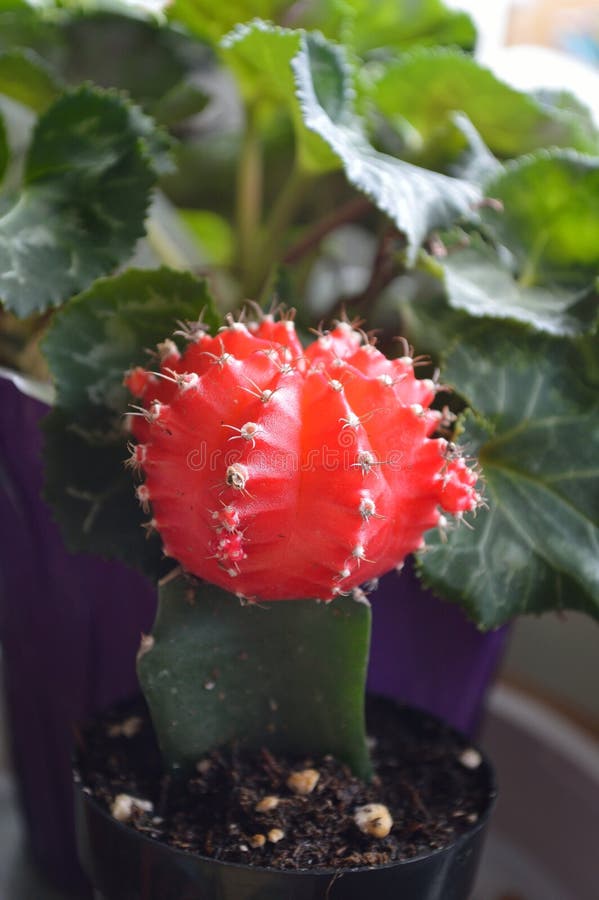 Красное мини friedrichii mihanovichii Gymnocalycium кактуса стоковое фото Красное мини friedrichii mihanovichii Gymnocalycium кактуса стоковое фото
