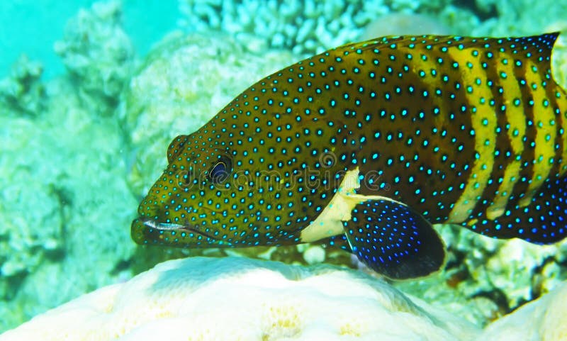 Красное Море мимического круглоголового подводное.