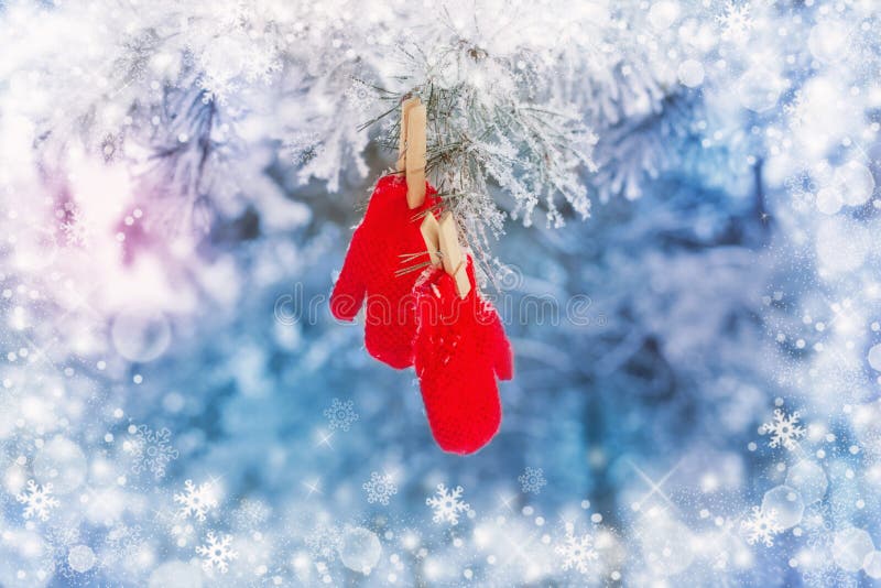 Красные mittens на сосне зимы стоковые изображения rf Красные mittens на сосне зимы стоковые изображения rf