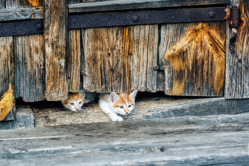 Красные и белые малые котята смотря с любопытством из дверей старой деревянной хаты в сельской местности стоковые изображения rf Красные и белые малые котята смотря с любопытством из дверей старой деревянной хаты в сельской местности стоковые изображения rf