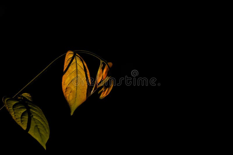 The red leaves that are light hits on the black background. The red leaves that are light hits on the black background.