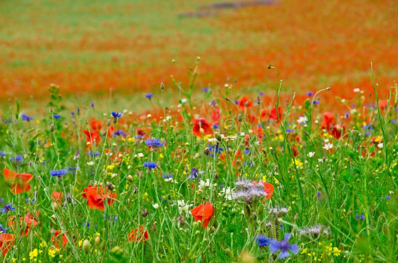 Красные яркие общие мак в переднем плане большого поля с wildflowers цветущий летом в Германии