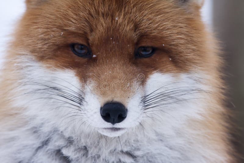 Красный Fox стоковые изображения rf Красный Fox стоковые изображения rf