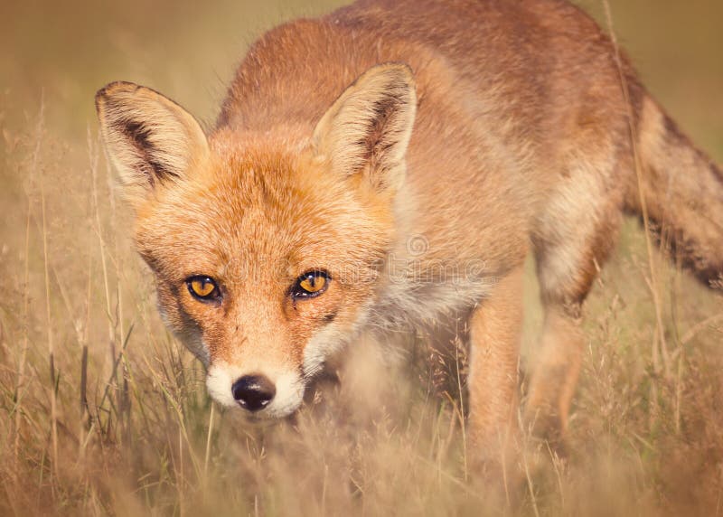 Красный Fox Красный Fox