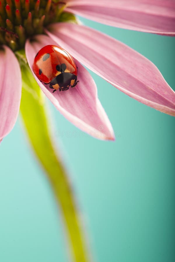 Красный ladybug на розовом цветке, ladybird проползает на лист завода весной в стоковое фото Красный ladybug на розовом цветке, ladybird проползает на лист завода весной в стоковое фото