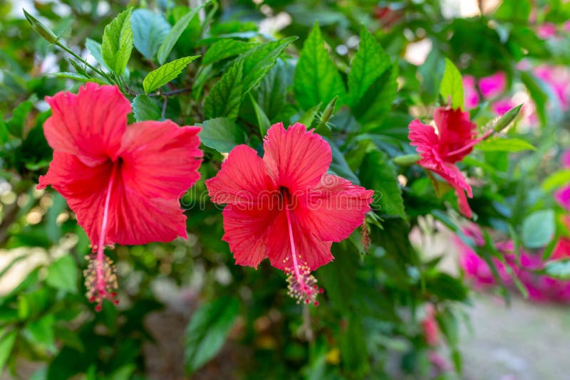Красный гибискус Hawaiian цветка стоковые фотографии rf Красный гибискус Hawaiian цветка стоковые фотографии rf
