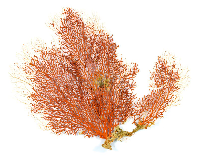 Красный коралл вентилятора Gorgonian или Красного Моря изолированный на белой предпосылке стоковое фото Красный коралл вентилятора Gorgonian или Красного Моря изолированный на белой предпосылке стоковое фото