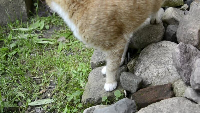 Красный кот tabby поднимается булыжники. Взорвать кота летом в жаркий день, стоя на скалах в саду