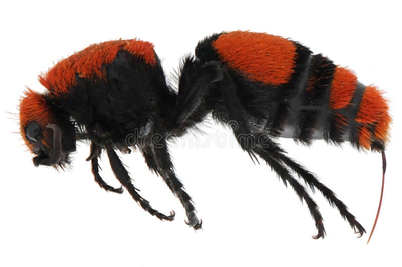 The Red Velvet Ant, Dasymutilla occidentalis, is also called the Cow Killer Wasp. This is a female, as can be seen by her exposed stinger. Size is about 3/4 in, 1.9 cm. The Red Velvet Ant, Dasymutilla occidentalis, is also called the Cow Killer Wasp. This is a female, as can be seen by her exposed stinger. Size is about 3/4 in, 1.9 cm.