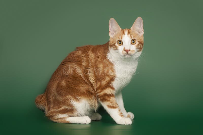 Красный, небольшой Bobtail котенка на зеленой предпосылке стоковое изображение Красный, небольшой Bobtail котенка на зеленой предпосылке стоковое изображение